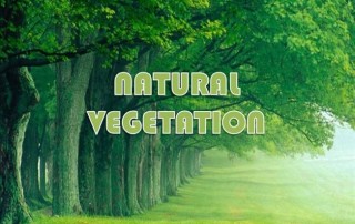 Natural vegetation - geography study material & notes
