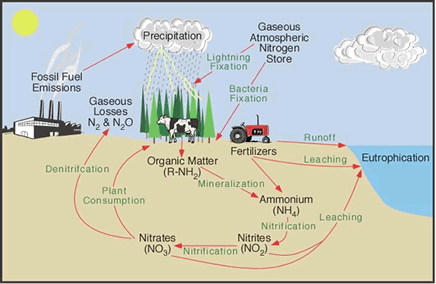 biosphere biogeochemical cycle